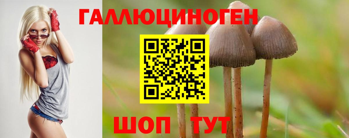купить наркотики цена  Галлюциногенные грибы Cubensis  Вход с VPN  Псилоцибиновые грибы Psilocybe  Кингисепп 